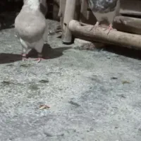 جفت طوق خفت|پرنده|ایلام, |دیوار