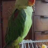 شاه طوطی نر|پرنده|مراغه, |دیوار