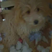 سگ پودل کراس|سگ|مشهد, کوی ولیعصر|دیوار