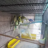 تعدادی مرغ عشق اسپانگل نر|پرنده|چابهار, |دیوار