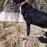 سگ قدرجونی|سگ|امیدیه, |دیوار