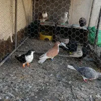 کفتر|پرنده|مشهد, ایوان|دیوار