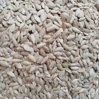 تخمه کدو تمیز و پر مغز