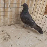 کبوتر سینه دم سیاه|پرنده|کاشان, شهرک فرهنگیان|دیوار
