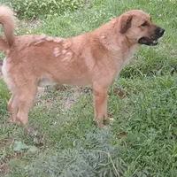 سگ نر گله ای|سگ|سمیرم, |دیوار