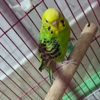 مرغ عشق با قفس