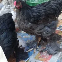 برهما گله مرغ و خروس جوجه برهما فیروزآباد فارس|حیوانات مزرعه|شیراز, شهرک سراج|دیوار