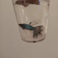 ماهی فایتر با لوازم همه باهم ۹۵۰