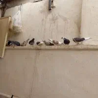 کفتریاکبوتر