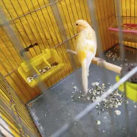 قناری نر رسمی بلند|پرنده|ملایر, |دیوار