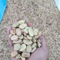 باقلا|عمدهفروشی|همدان, |دیوار