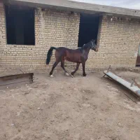 اسب|اسب و تجهیزات اسب‌سواری|شیراز, ارم|دیوار