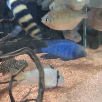 ماهی بلو دلفینی|ماهی|پاکدشت, پاکدشت (مامازند)|دیوار