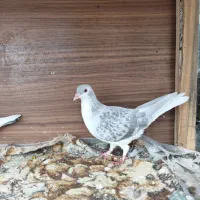 کفتر|پرنده|دلند, |دیوار