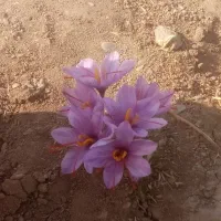 زعفران نگین|خوردنی و آشامیدنی|نیشابور, امام|دیوار