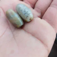 مهره  بردقدیمی
