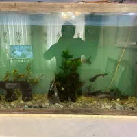 اکواریوم اب شیرین|ماهی|تبریز, |دیوار