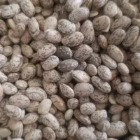 لوبیا چیتی خوشپخت۲۷۰