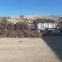 ریشه شیرین بیان ریشه محک و تفاله
