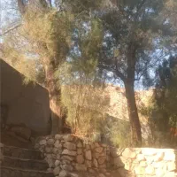 خدمات اره بنزینی و خرید چوب|خدمات باغبانی و درختکاری|بندر کنگان, |دیوار