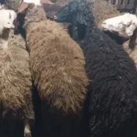 گوسفند|حیوانات مزرعه|چمستان, |دیوار