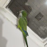 طوطی راهب سخنگو
