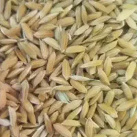 چلتوک