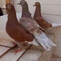 سه عدد نر بورمگس مسافتی
