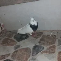 کبوترتوقی نربفروش میرسد