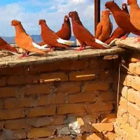 سرخ و زرد دم سفید