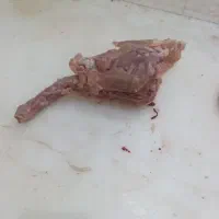 اسکلت