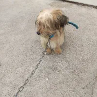 سگ پا کوتا پشمالو رایگان