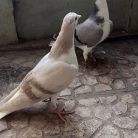 ۲عدد مفلق کناری