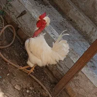 مرغ و خروس