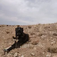 سگ سرابی جهت کشش