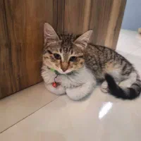 واگذاری بچه گربه