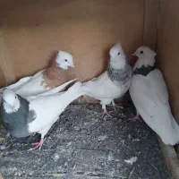 تعدادی کبوتر ب فروش میرسد