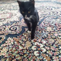 گربه پیدا شده|حیوانات|شیروان (خراسان), |دیوار