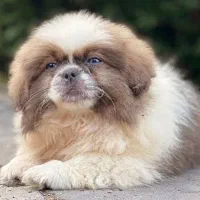 فروشی سیتژو عروسکی|سگ|تنکابن, |دیوار