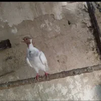پلنگ سرخ