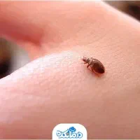 سمپاشی سوسک و ساس سم پاشی موش مار ،مارمولک عقرب
