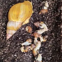 حلزون|خزنده|اندیشه, اندیشه فاز ۴|دیوار