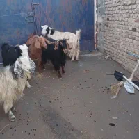 بز داشتی|حیوانات مزرعه|ماهیدشت, |دیوار