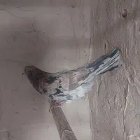 نر سرور زرد عالی به شرط