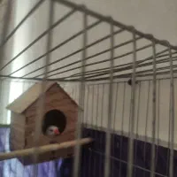 فنچ مولد با لوازم و لانه