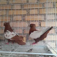 ۳عدد سینه سرخ