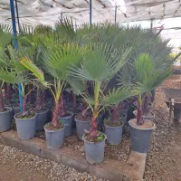 پالم تنه قرمز واشنگتن|خدمات باغبانی و درختکاری|لنجان, |دیوار