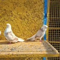 کفتر|پرنده|قلعه قاضی, |دیوار