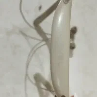 هنذفری گردنی سامسونگ اصلی|لوازم جانبی موبایل و تبلت|نظرآباد, مسکن مهر نظرآباد|دیوار