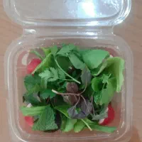 قبول سفارش بسته بندی سبزی خوردن